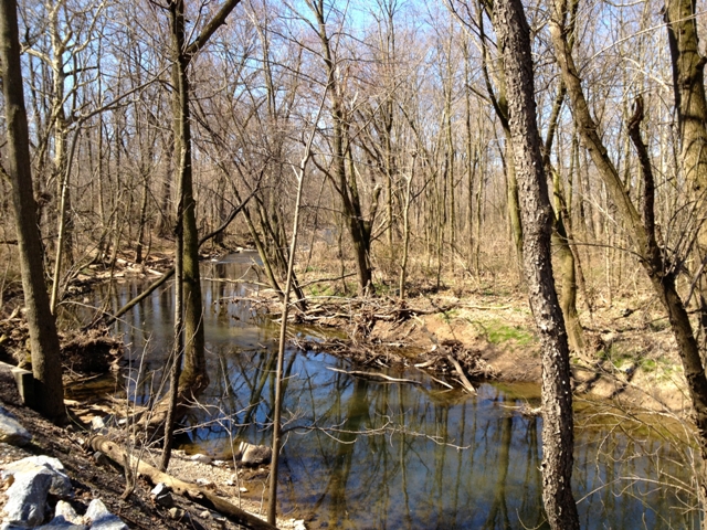 Woods in NW Lancaster County, PA
